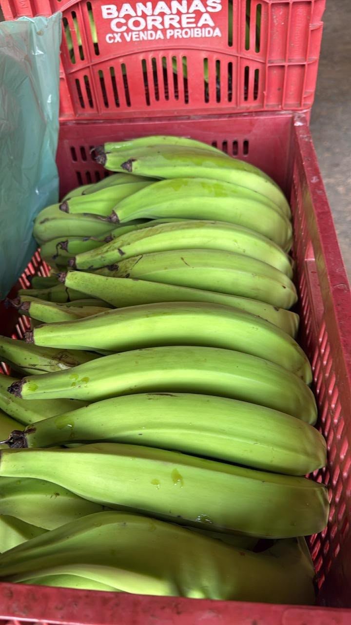 Bananas organizadas em engradados