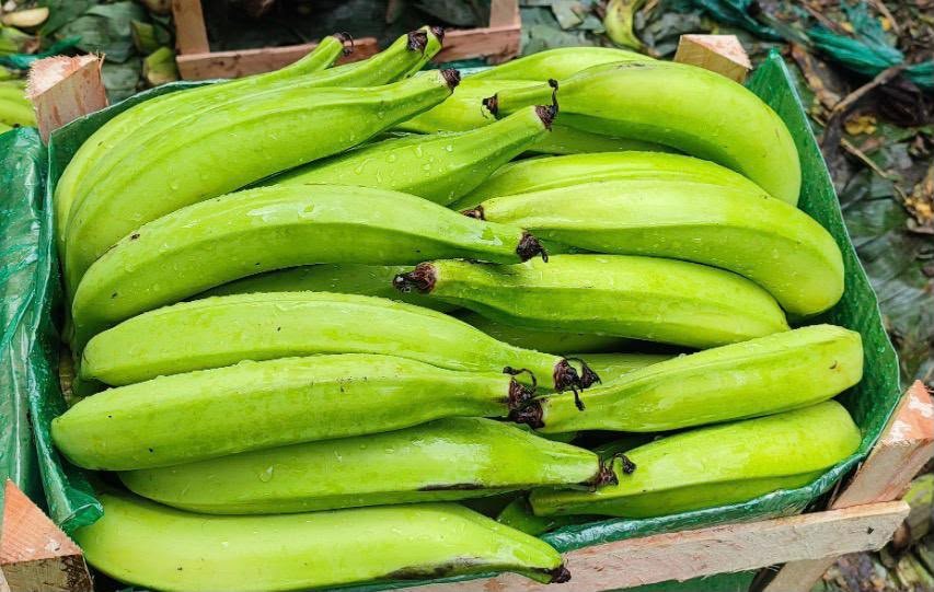 Banana da terra da RR Bananas em caixa