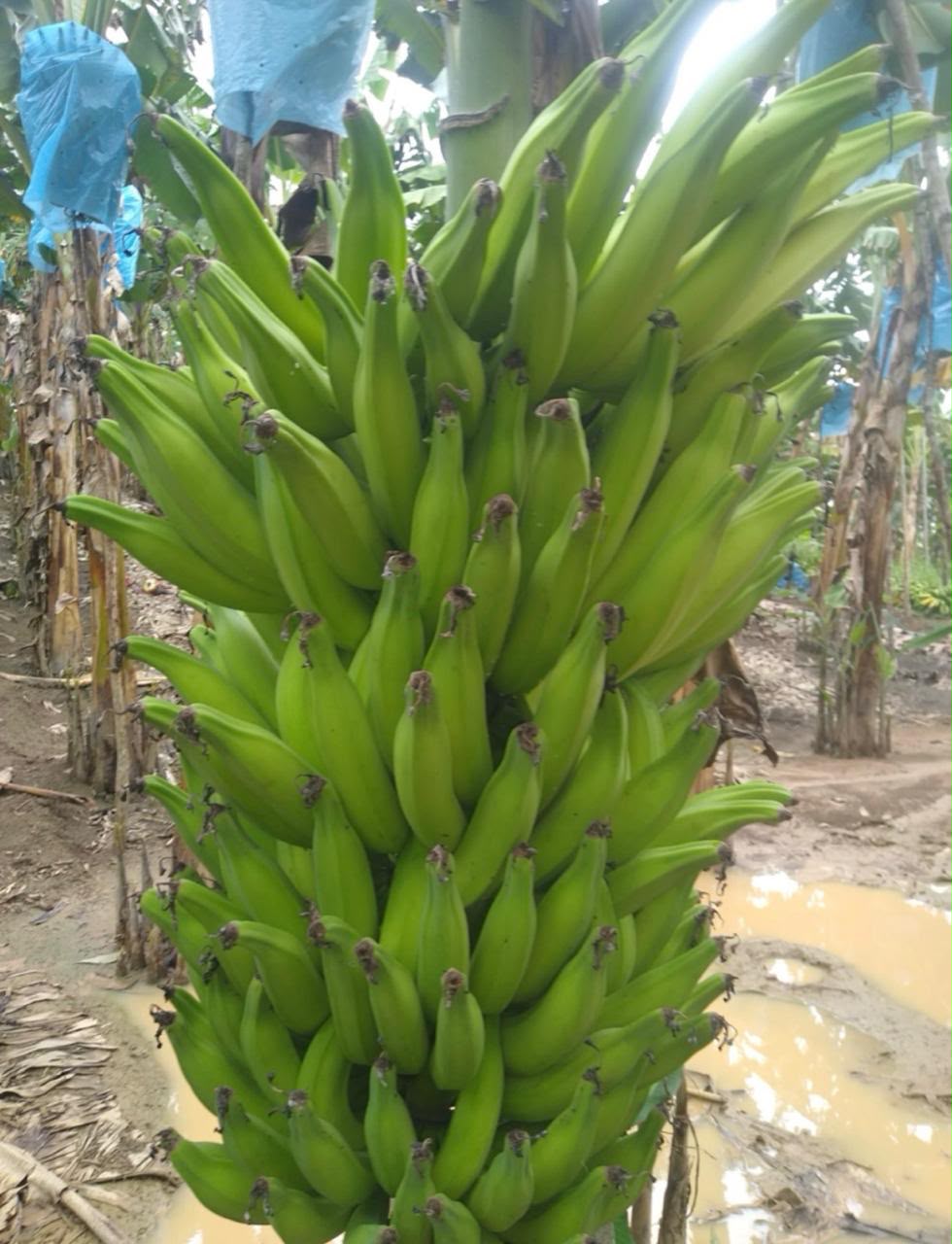 Cacho de bananas verdes ainda na roça da RR Bananas
