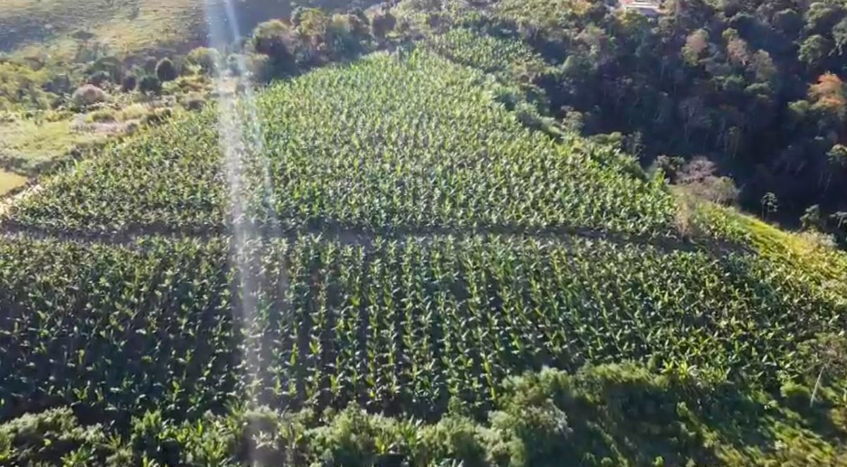 Vista aérea da roça de bananas em Presidente Tancredo Neves - BA